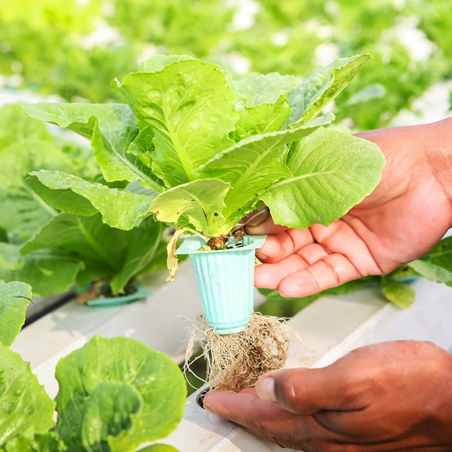 36 Cup Hydroponic Kit: image 7