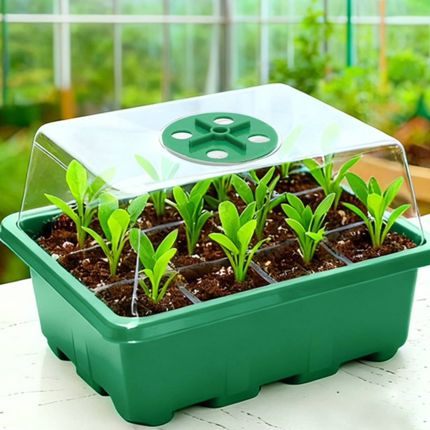 Seed Starter Container, Pack of 5