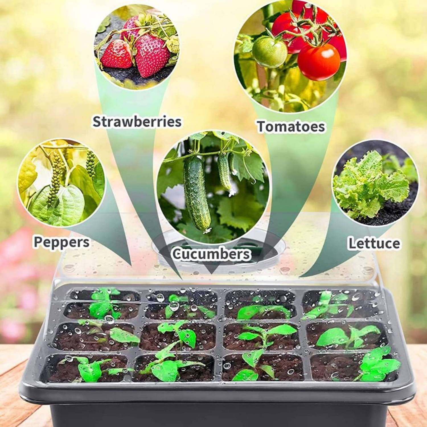 Seed Starter Container, Pack of 5