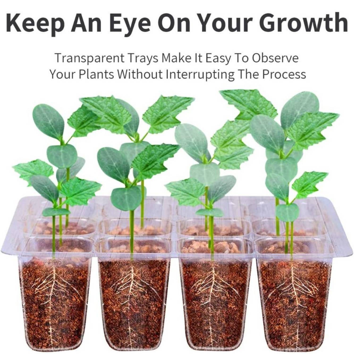 Seed Starter Container, Pack of 5