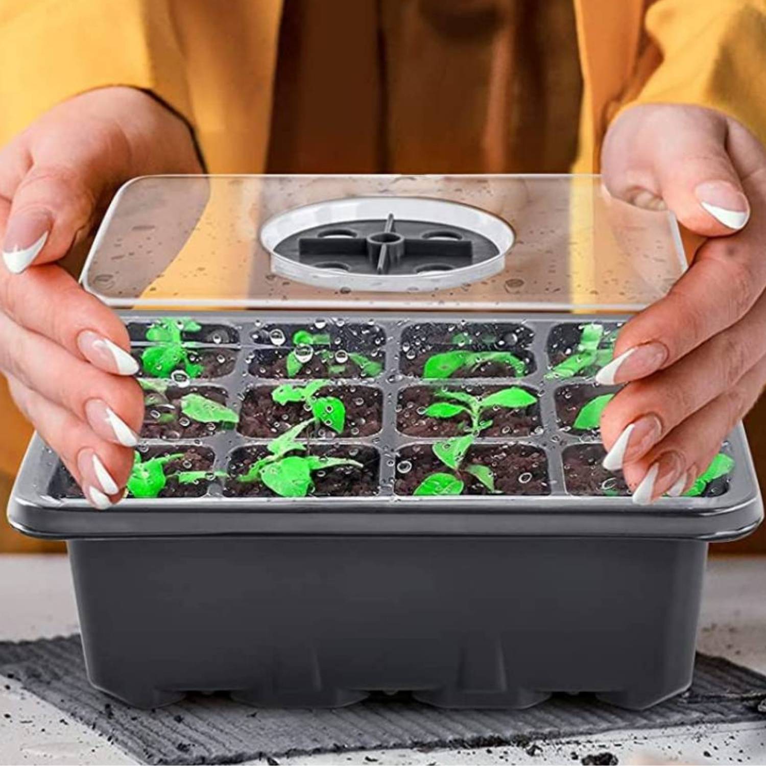 Seed Starter Container, Pack of 5: image 9